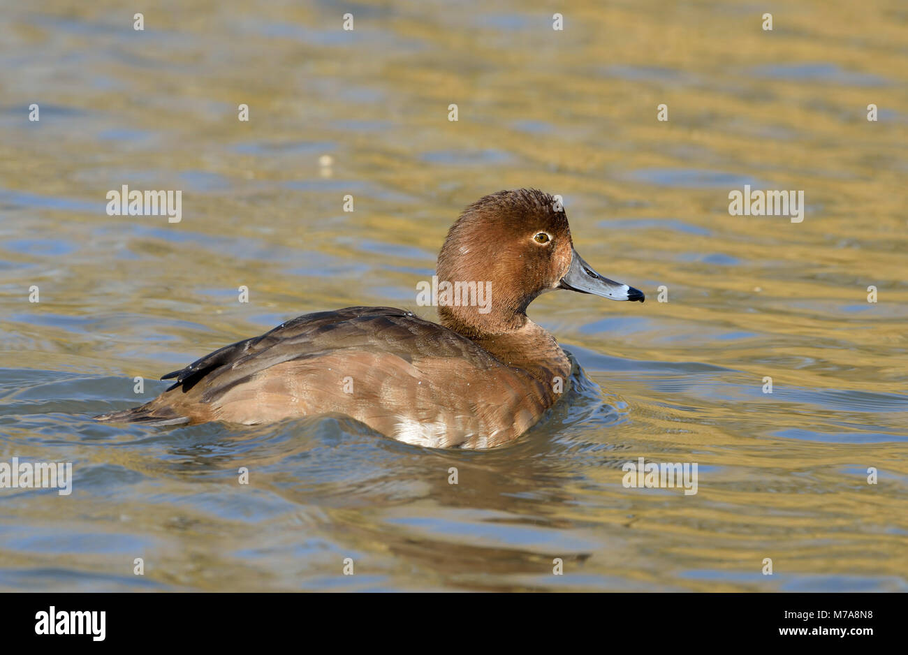 Redhead Duck - Aythya americana Female on water Stock Photo