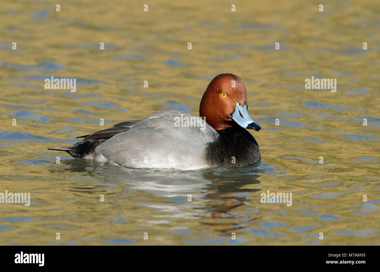 Redhead Duck - Aythya americana Male on water Stock Photo