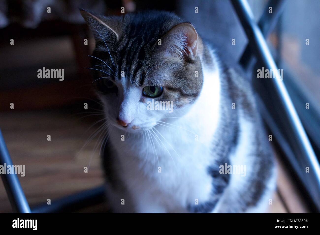 Pet tabby cat sitting on wood floor at home, looking at something. Stock Photo