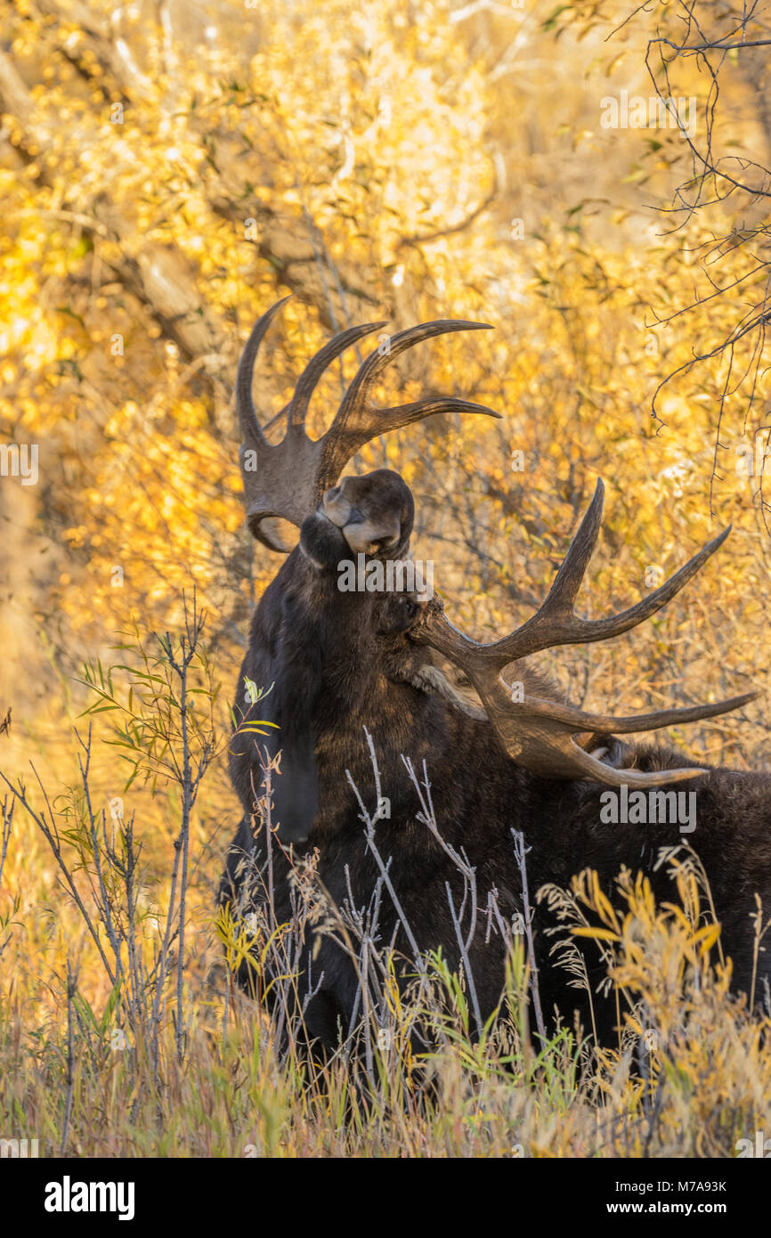 Shiras Bull Moose During the Fall Rut in Wyoming Stock Photo - Alamy