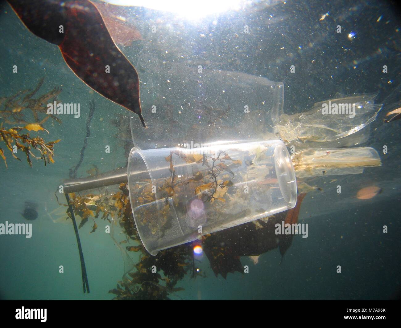 Transparent plastic cup floating and causing water pollution. Aluminium