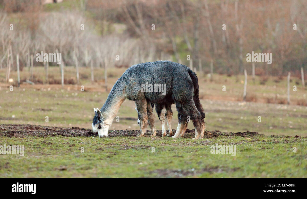 Breeding of alpacas in Tuscany for the production of wool Stock Photo ...