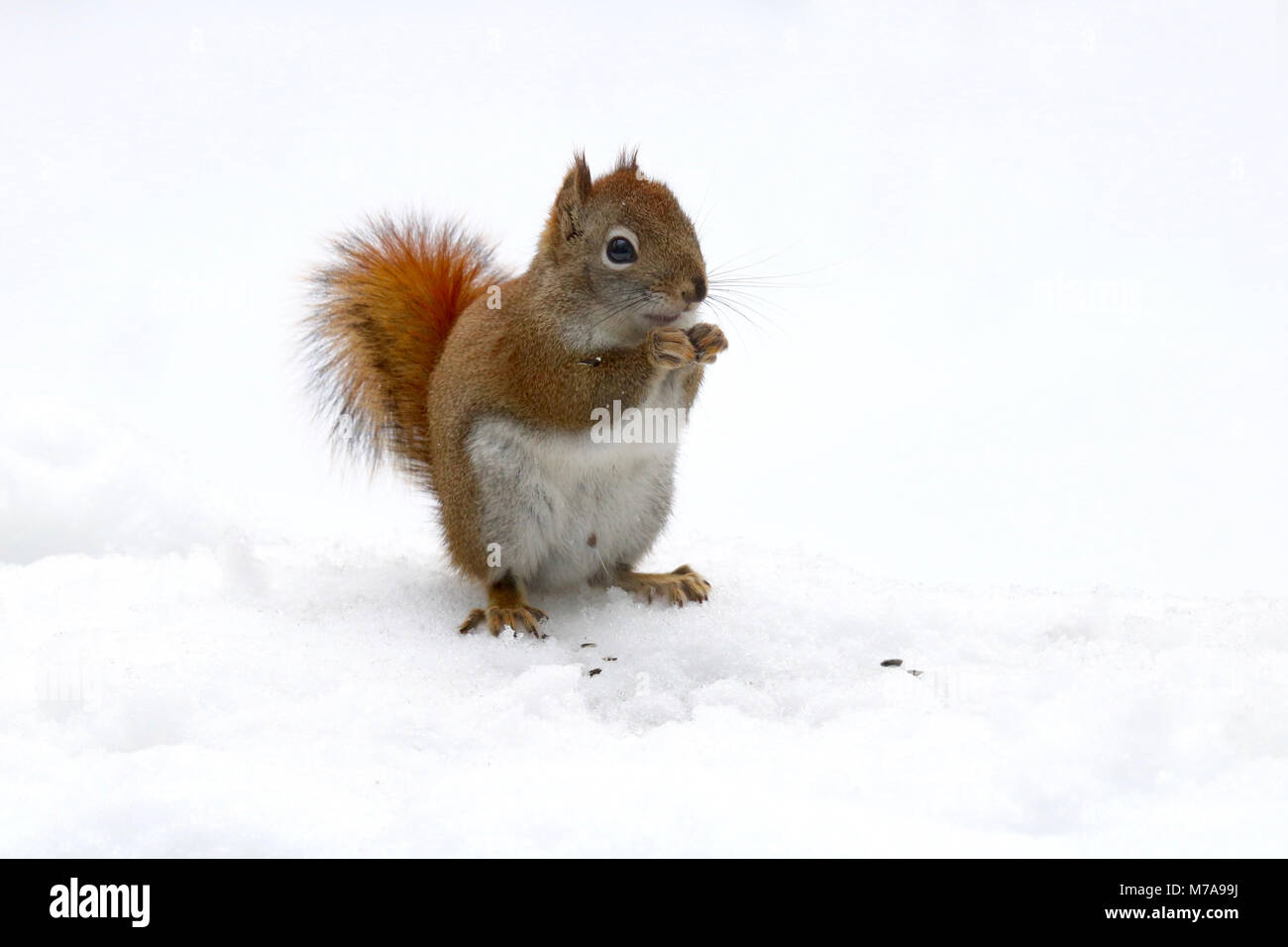 A little American Red Squirrel (Tamiasciurus hudsonicus) searching for food on a snowy day. Stock Photo