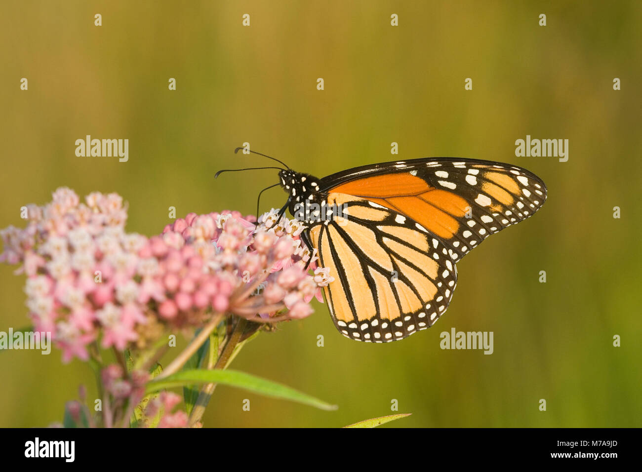 03536-047.05 Monarch (Danaus plexippus) on Swamp Milkweed (Asclepias incarnata) Marion Co. IL Stock Photo