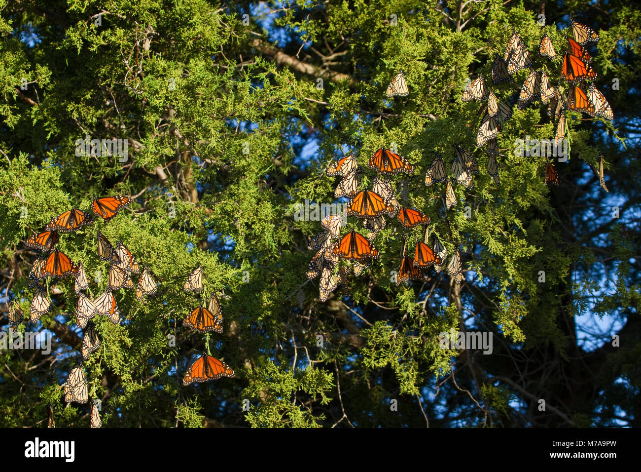 03536-05219 Monarch butterflies (Danaus plexippus) roosting in Eastern Red Cedar tree (Juniperus virginiana),  Prairie Ridge State Natural Area, Mario Stock Photo