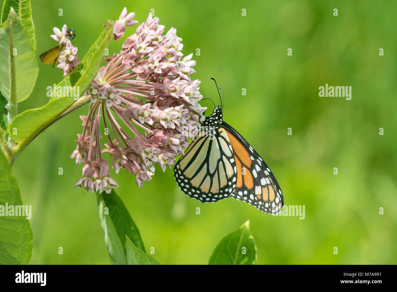 03536-05403 Monarch Butterfly (Danus plexippus) on Swamp Milkweed ...