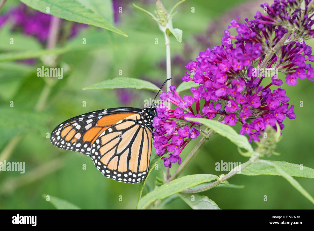03536-05606 Monarch Butterfly (Danus plexippus) on Butterfly Bush (Buddleia davidii),  Marion Co., IL Stock Photo