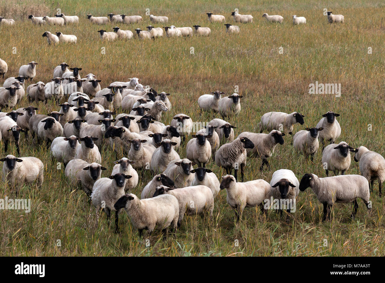 Black-headed sheep (Ovis), flock of sheep on salt meadow, Fischland-Darß-Zingst, Western Pomerania Lagoon Area National Park Stock Photo