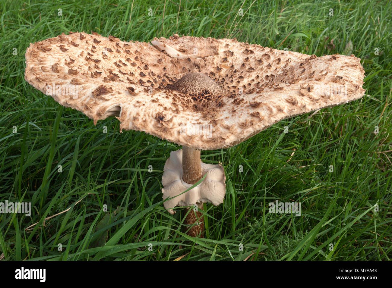 Parasol mushroom (Macrolepiota procera) in a meadow, Fischland-Darß-Zingst, Western Pomerania Lagoon Area National Park Stock Photo