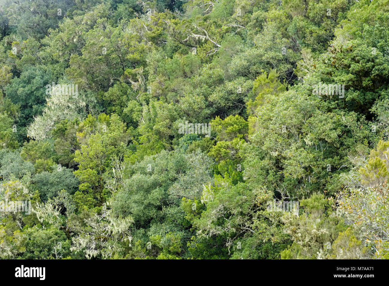 Cloud Forest, Garajonay National Park, La Gomera, Canary Islands, Spain Stock Photo