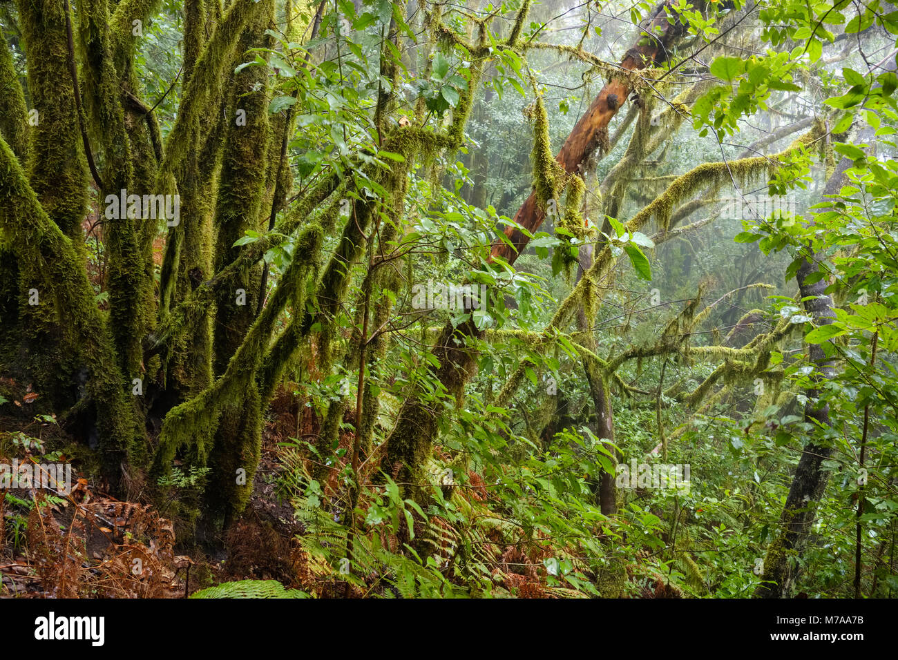 Moss-covered trees in the cloud forest, Garajonay National Park, La Gomera, Canary Islands, Spain Stock Photo