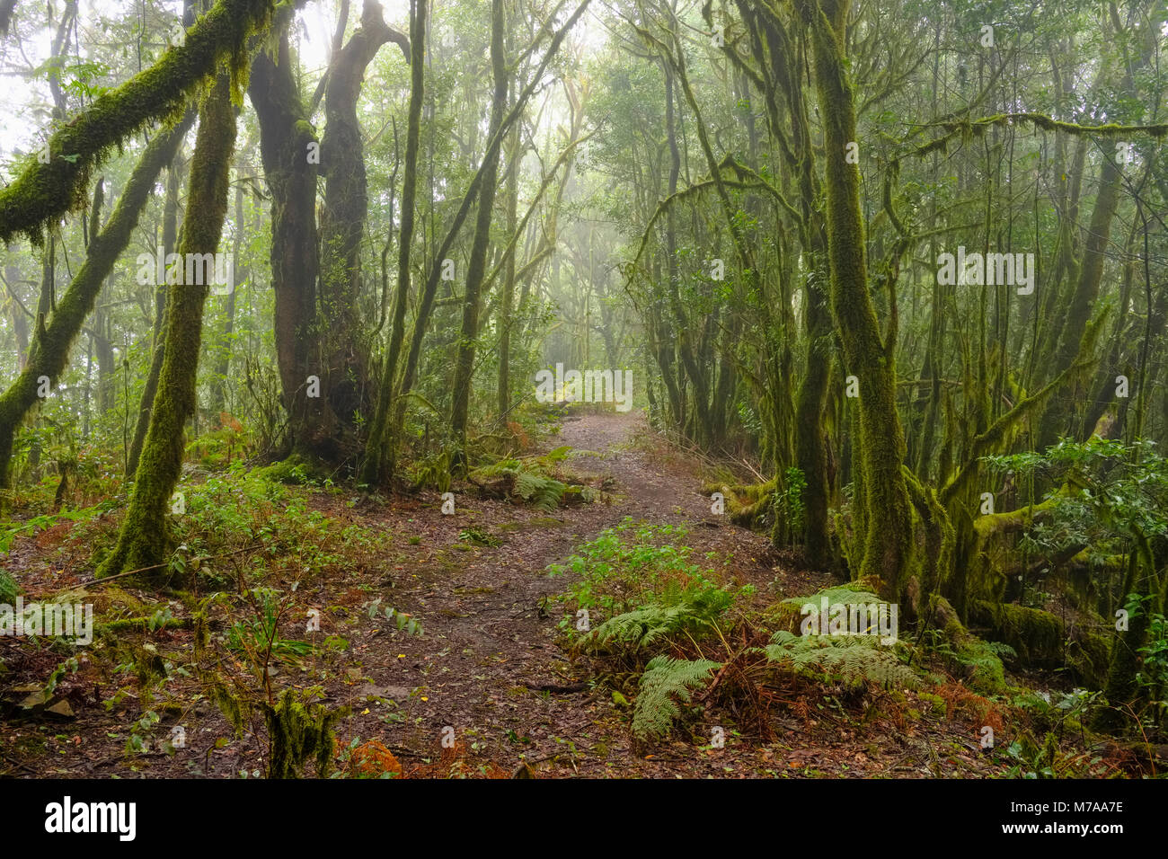 Hiking Trail In The Cloud Forest Garajonay National Park La Gomera hiking-trail-in-the-cloud-forest-garajonay-national-park-la-gomera