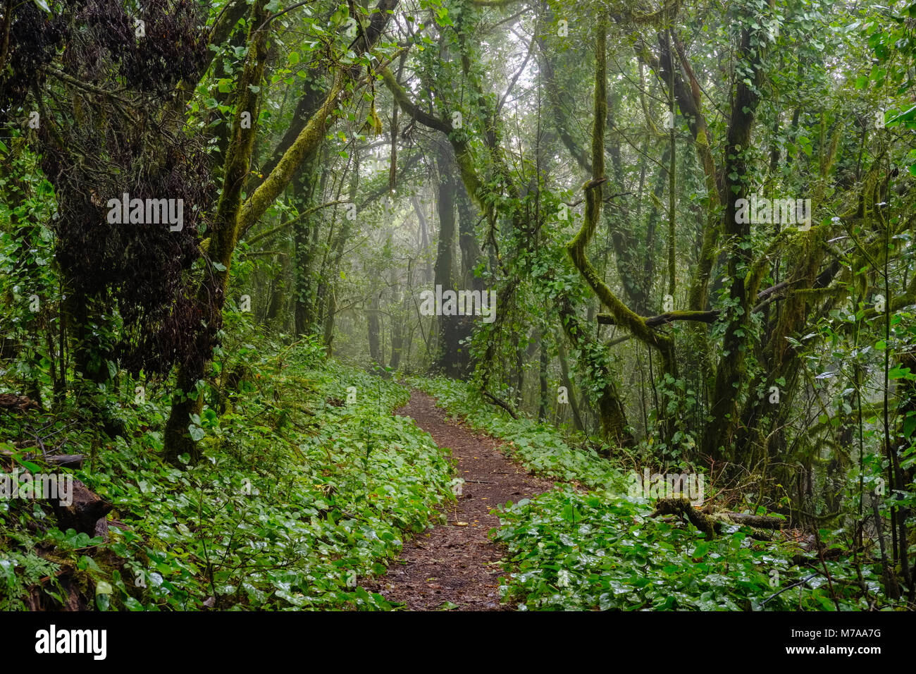 Hiking Trail In The Cloud Forest Garajonay National Park La Gomera hiking-trail-in-the-cloud-forest-garajonay-national-park-la-gomera