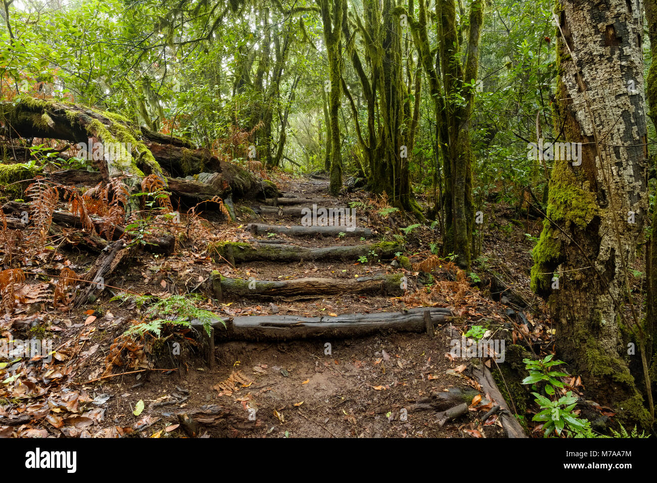 Hiking trail in the cloud forest, Garajonay National Park, La Gomera, Canary Islands, Spain Stock Photo