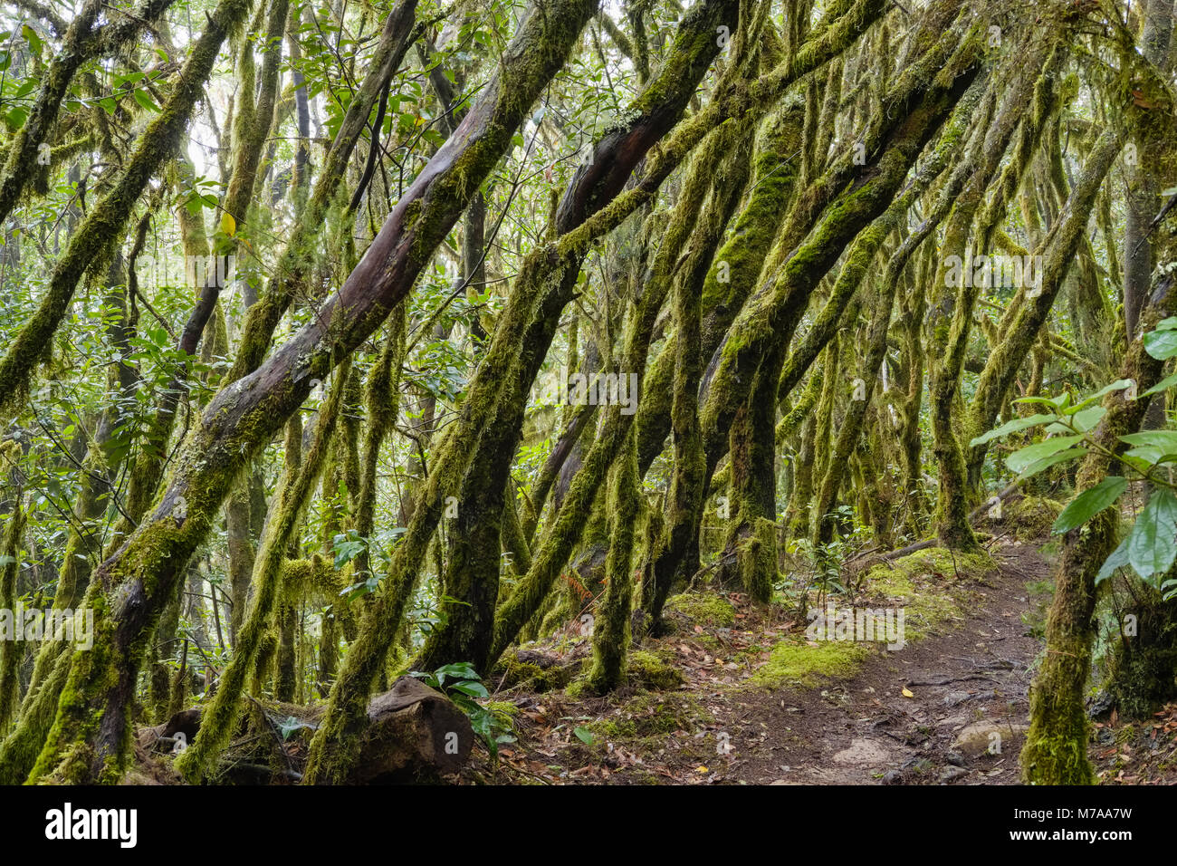 Hiking trail in the cloud forest, Garajonay National Park, La Gomera, Canary Islands, Spain Stock Photo