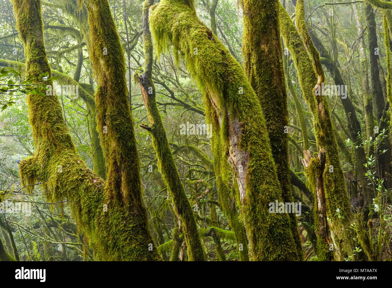 Moss-covered trees in the cloud forest, Garajonay National Park, La Gomera, Canary Islands, Spain Stock Photo