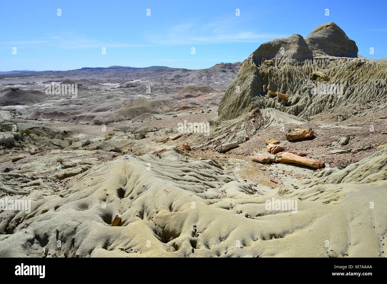 Petrified tree trunks exposed by erosion in the Petrified Forest, Bosque Petrificado José Ormachea, Sarmiento, Chubut Stock Photo