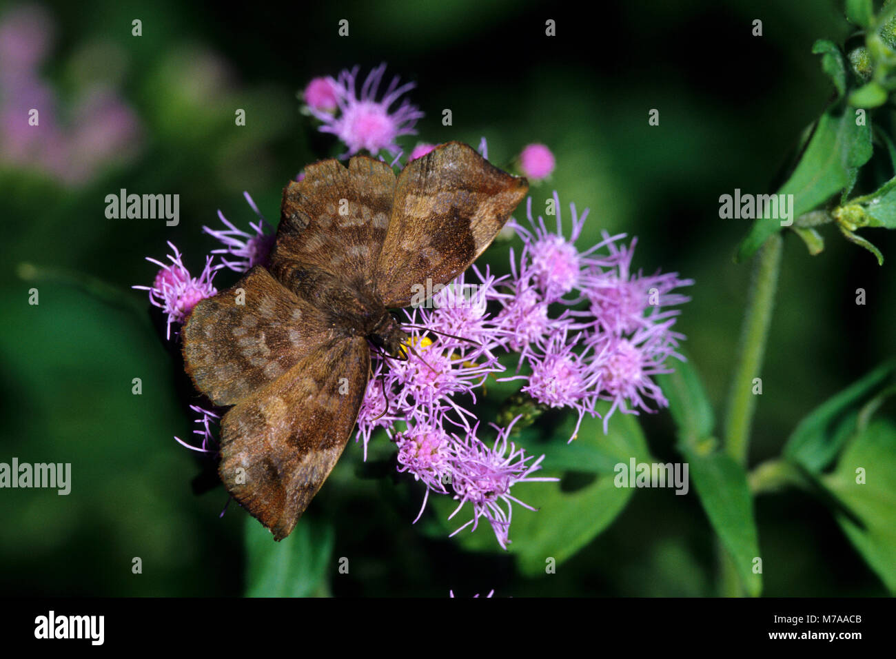 03620-00112 Sickle-winged Skipper butterfly (Achlyodes thraso) on Crucita Mistflower (Eupatorium odoratum), Santa Ana National Wildlife Refuge, Hidalg Stock Photo