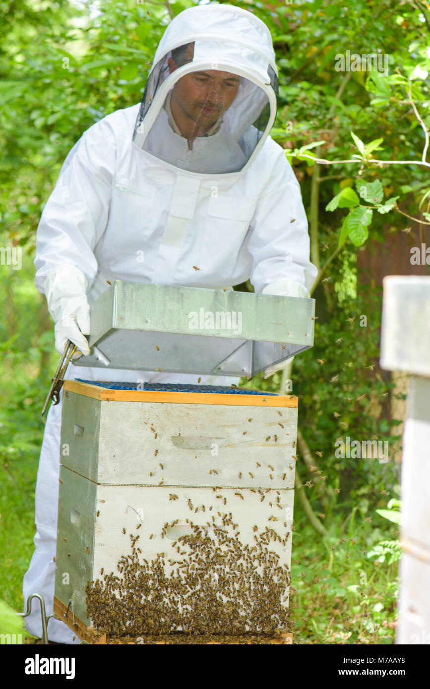 6 ways to join the beekeeping community - PerfectBee