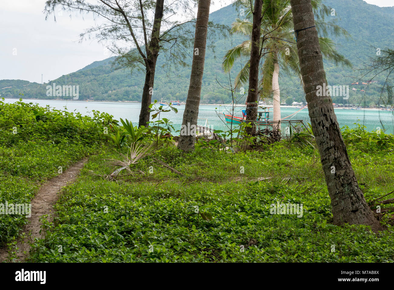 path in the jungle that reaches the sea, ko phangan island thailand