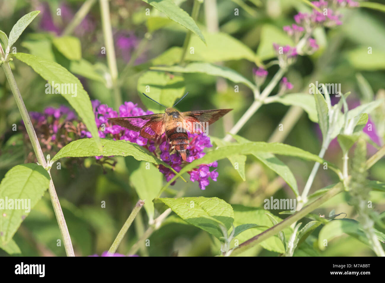 04014-00109 Hummingbird Clearwing (Hemaris thysbe) on Butterfly Bush (Buddleja davidii) Marion Co. IL Stock Photo
