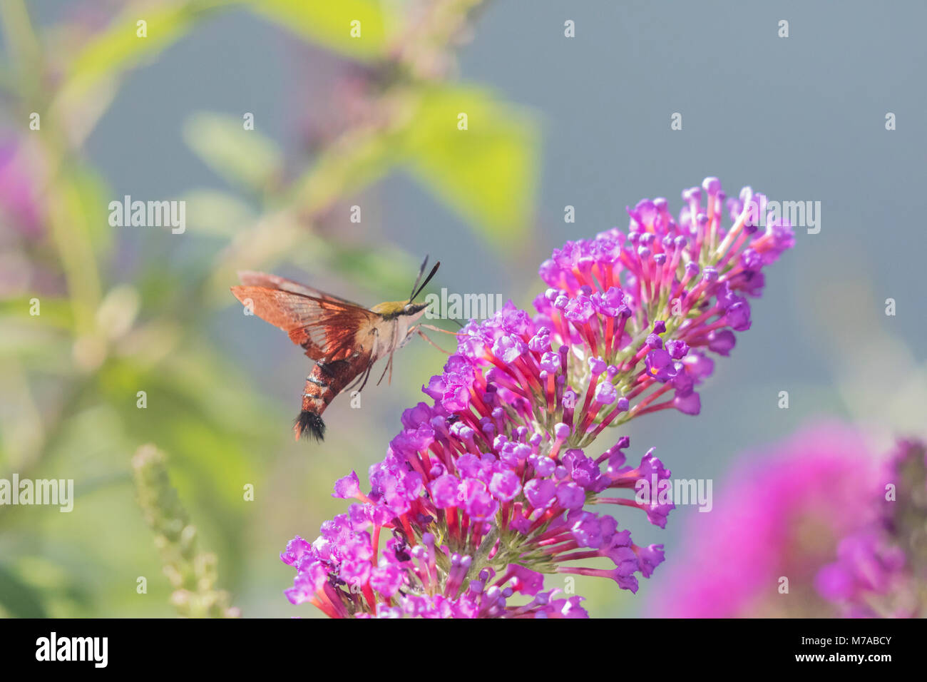 04014-00119 Hummingbird Clearwing (Hemaris thysbe) on Butterfly Bush (Buddleja davidii) Marion Co. IL Stock Photo