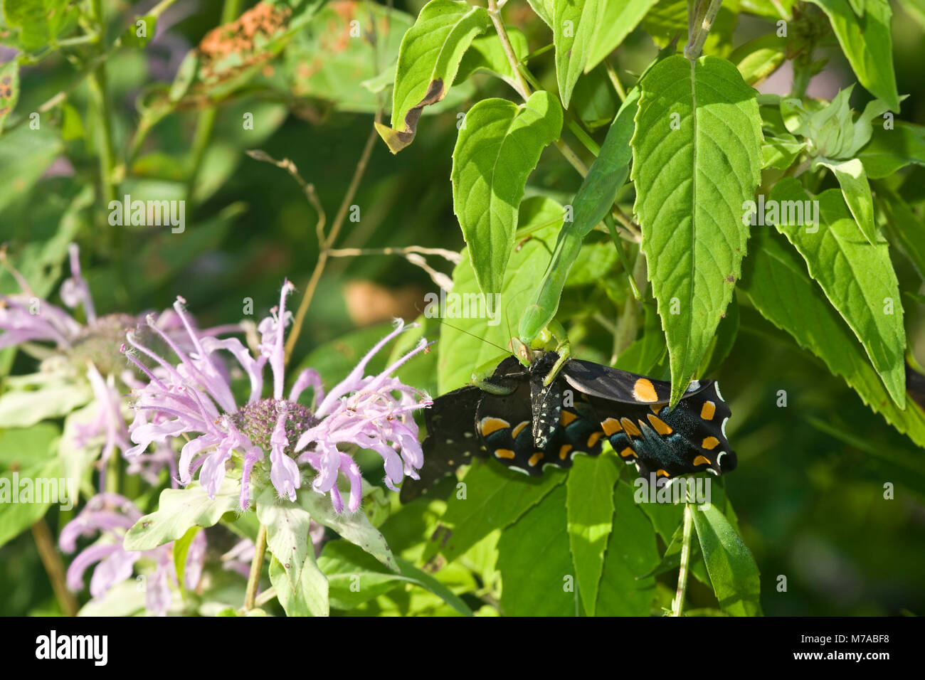 04250-00206 Praying Mantis eating Spicebush Swallowtail butterfly on Wild Bergamot (Monarda fistulosa) Marion Co. IL Stock Photo