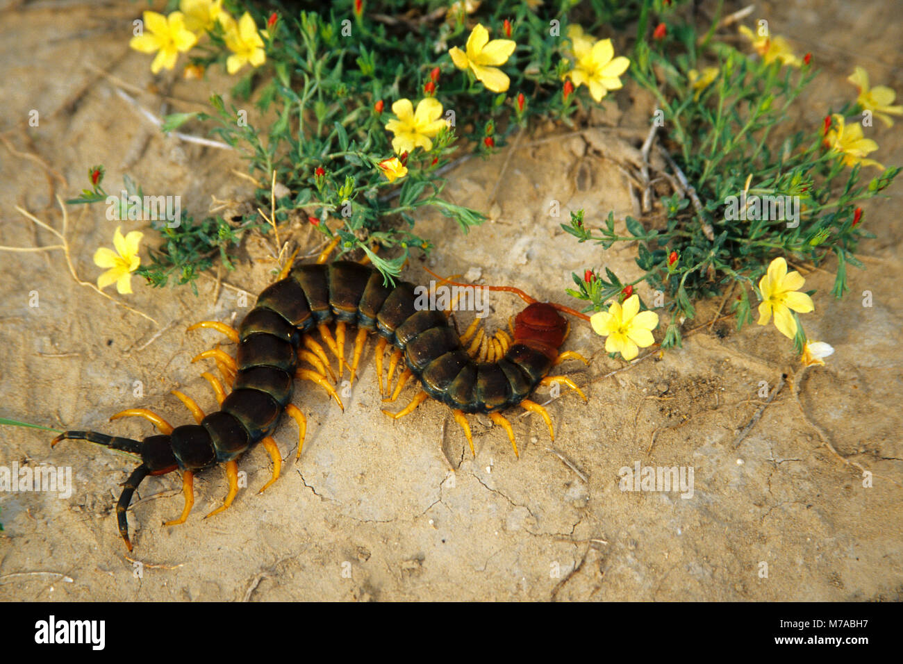 05001-00105 Giant Centipede (Scolopendra heros) Starr Co, TX Stock Photo