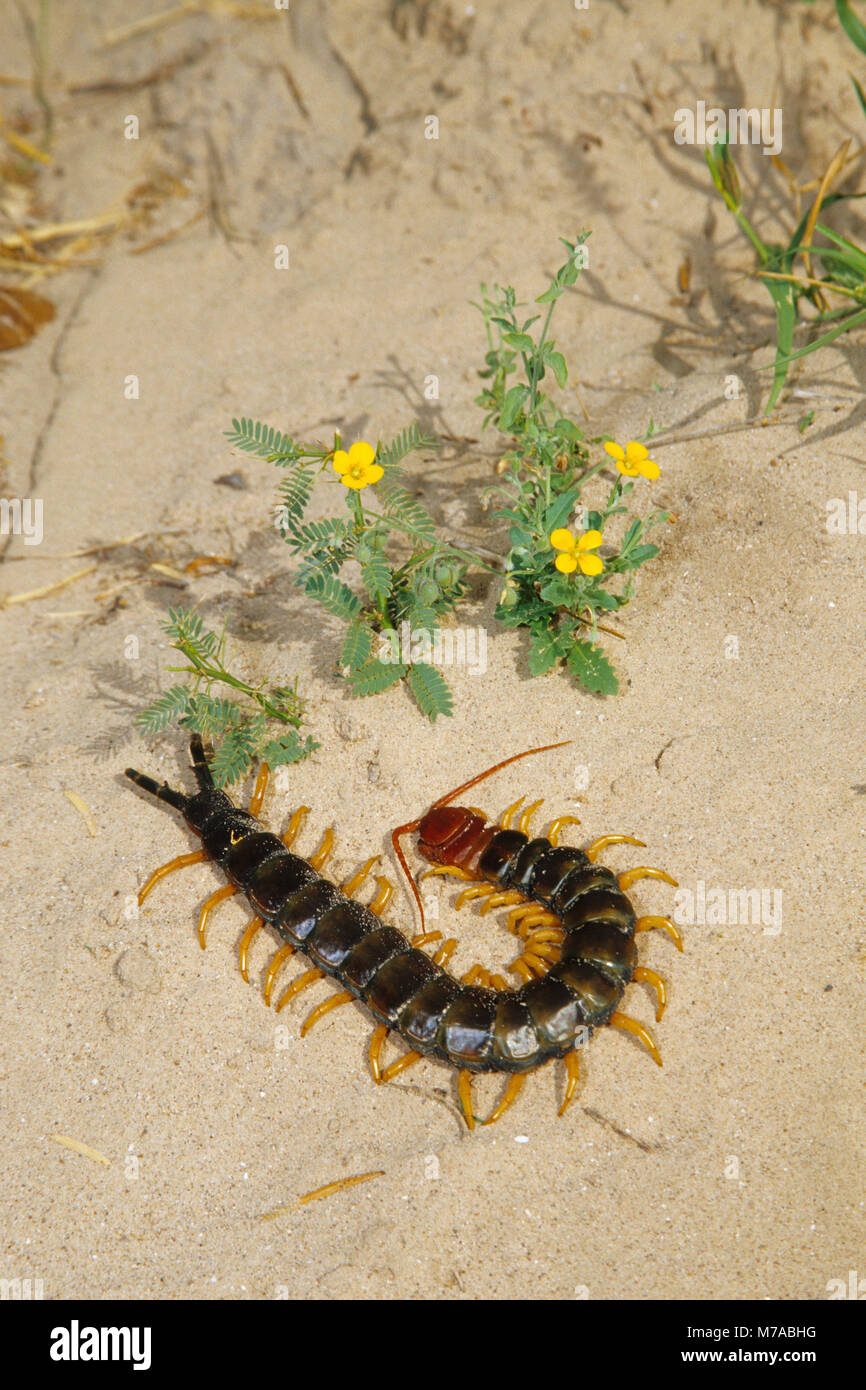 05001-00107 Giant Centipede (Scolopendra heros) Starr Co, TX Stock Photo