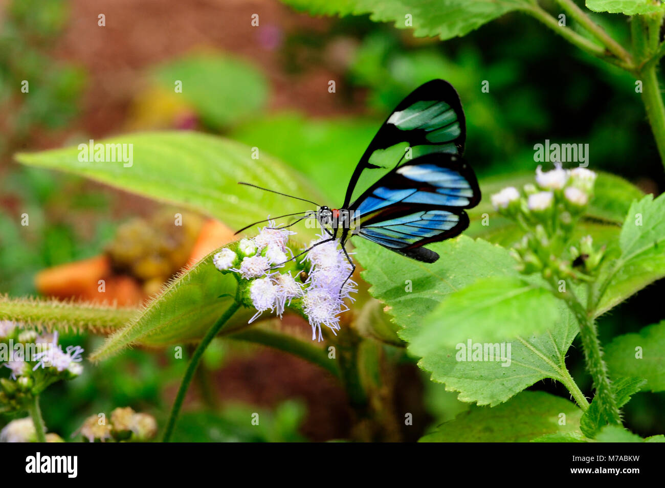 Monteverde insects hires stock photography and images Alamy