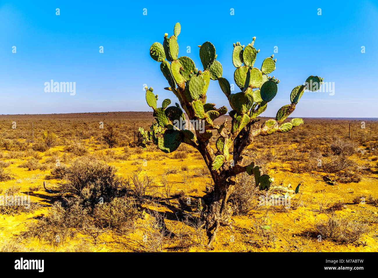 Old Prickly Pear Cactus in the semi desert Karoo Region of South Africa Stock Photo