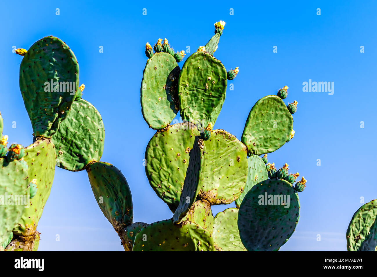 Old Prickly Pear Cactus in the semi desert Karoo Region of South Africa Stock Photo