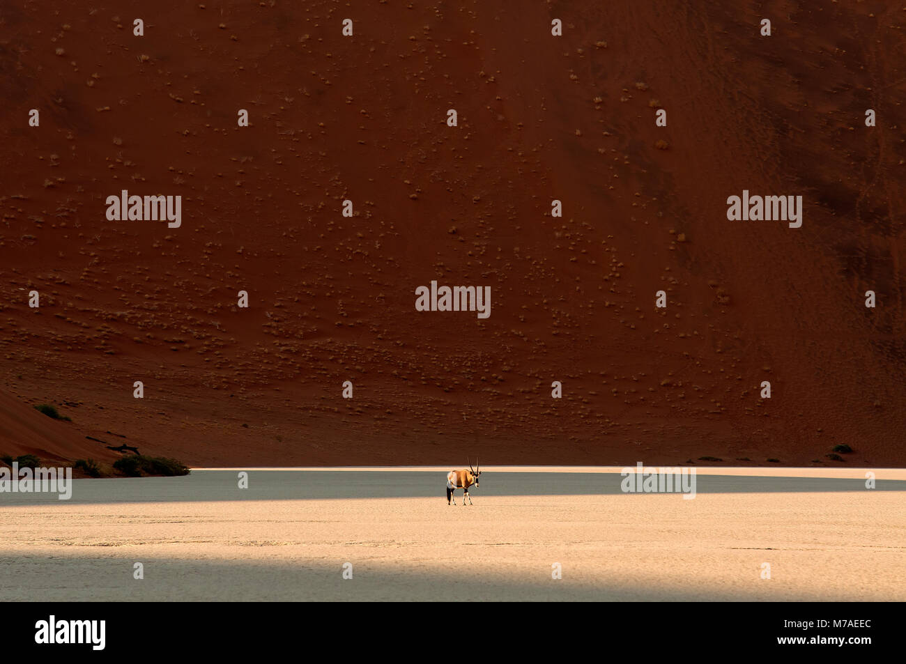 Orix anthelope strolling through Dead Vlei in Sossusvlei area, Namib ...