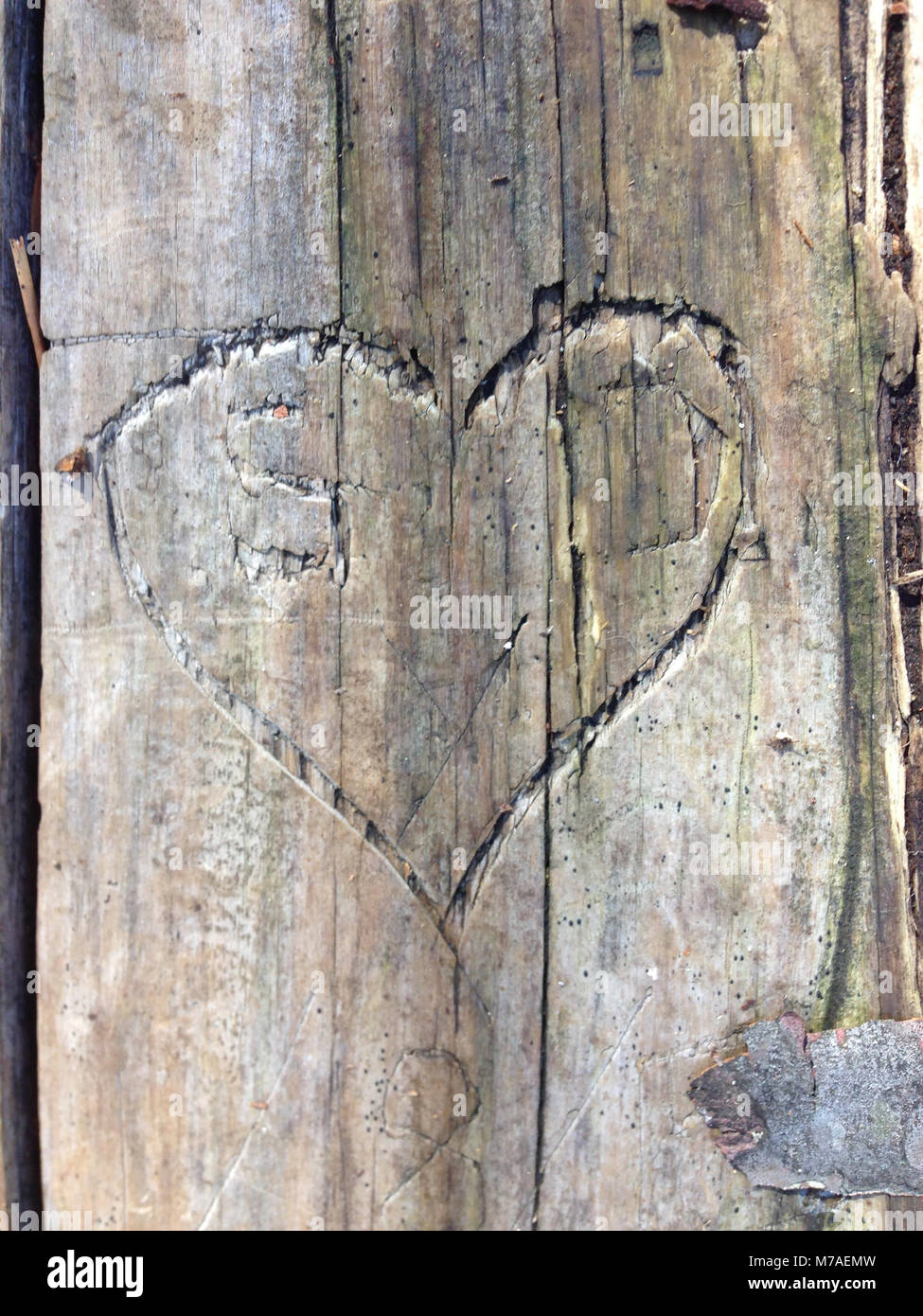 Heart carved into wood Stock Photo
