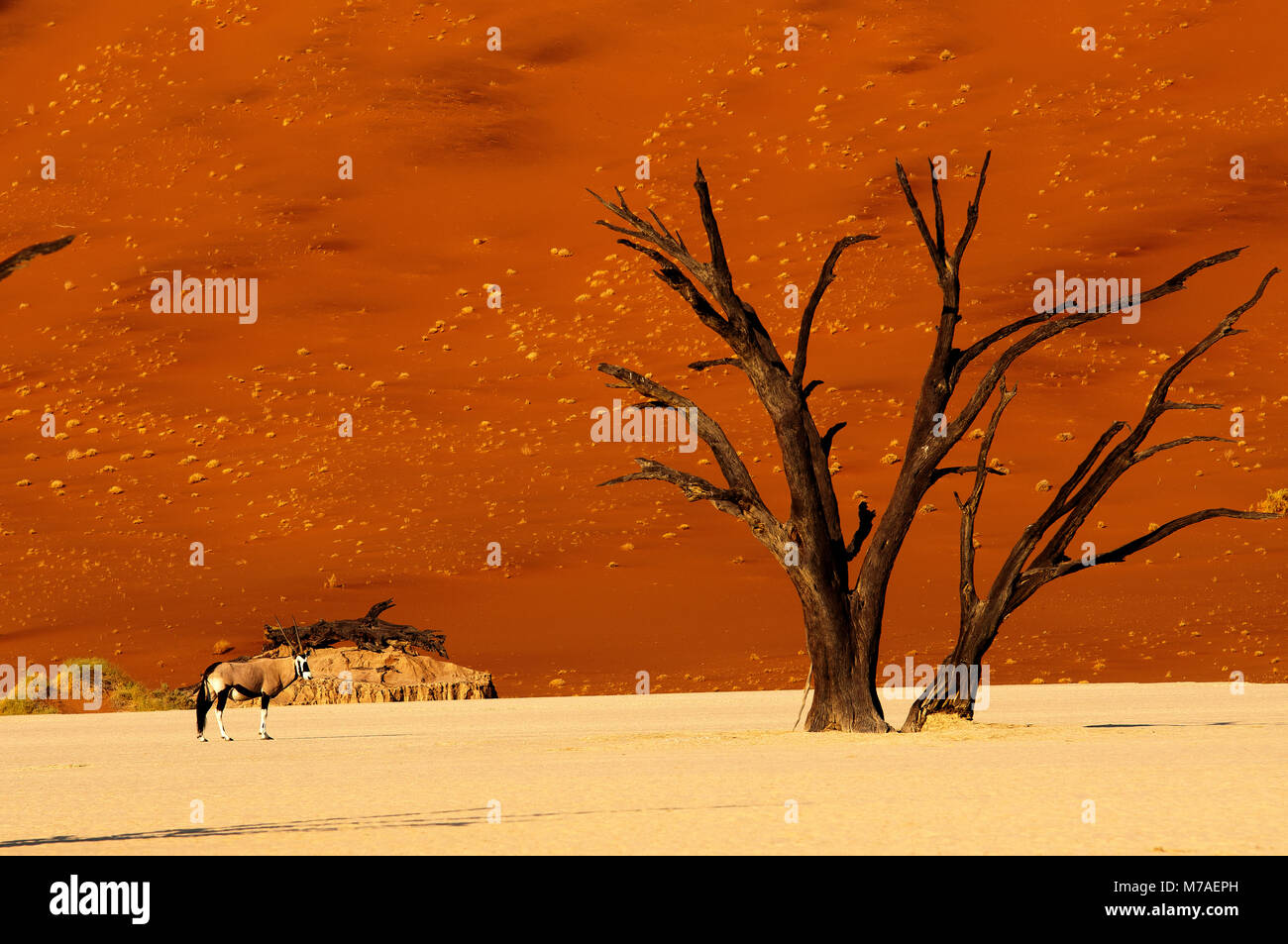 Orix anthelope strolling through Dead Vlei in Sossusvlei area, Namib ...