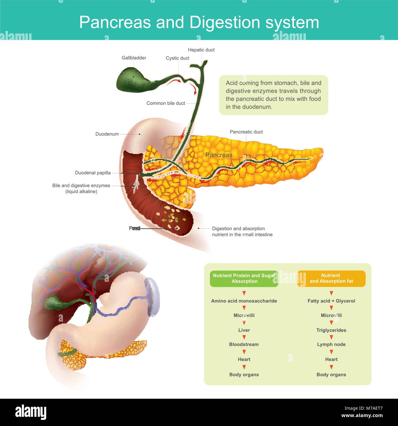 The digestive enzymes travels through the pancreatic duct to mix with food in the duodenum. The liver produce Bile, which is stored in the gall bladde Stock Vector