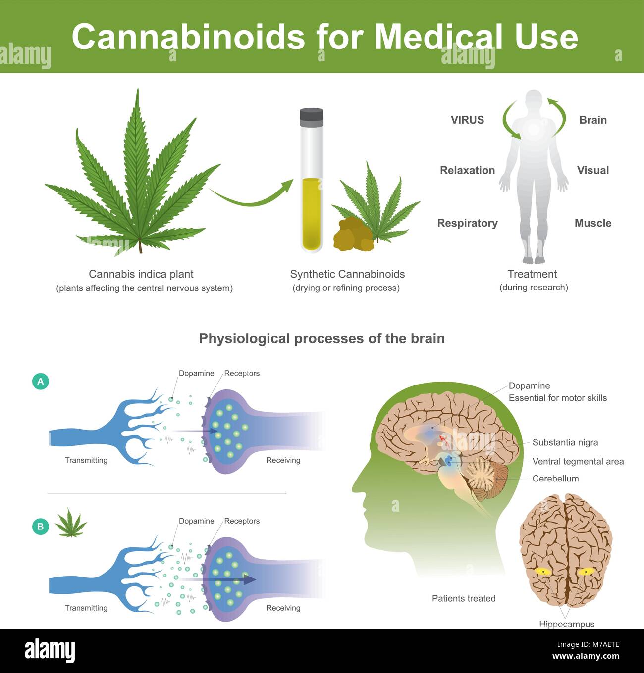 Research has found that cannabis indica plant can have the following effects Cannabis it is plant affecting the central nervous system in human. Stock Vector