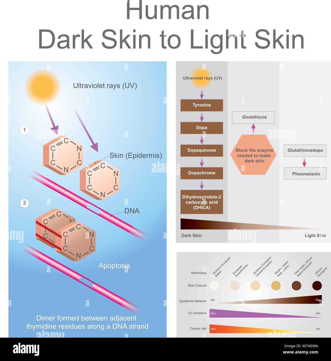 Both ultraviolet can damage dan in the skin, which can lead to skin cancer. Illustration, Vector. Stock Vector
