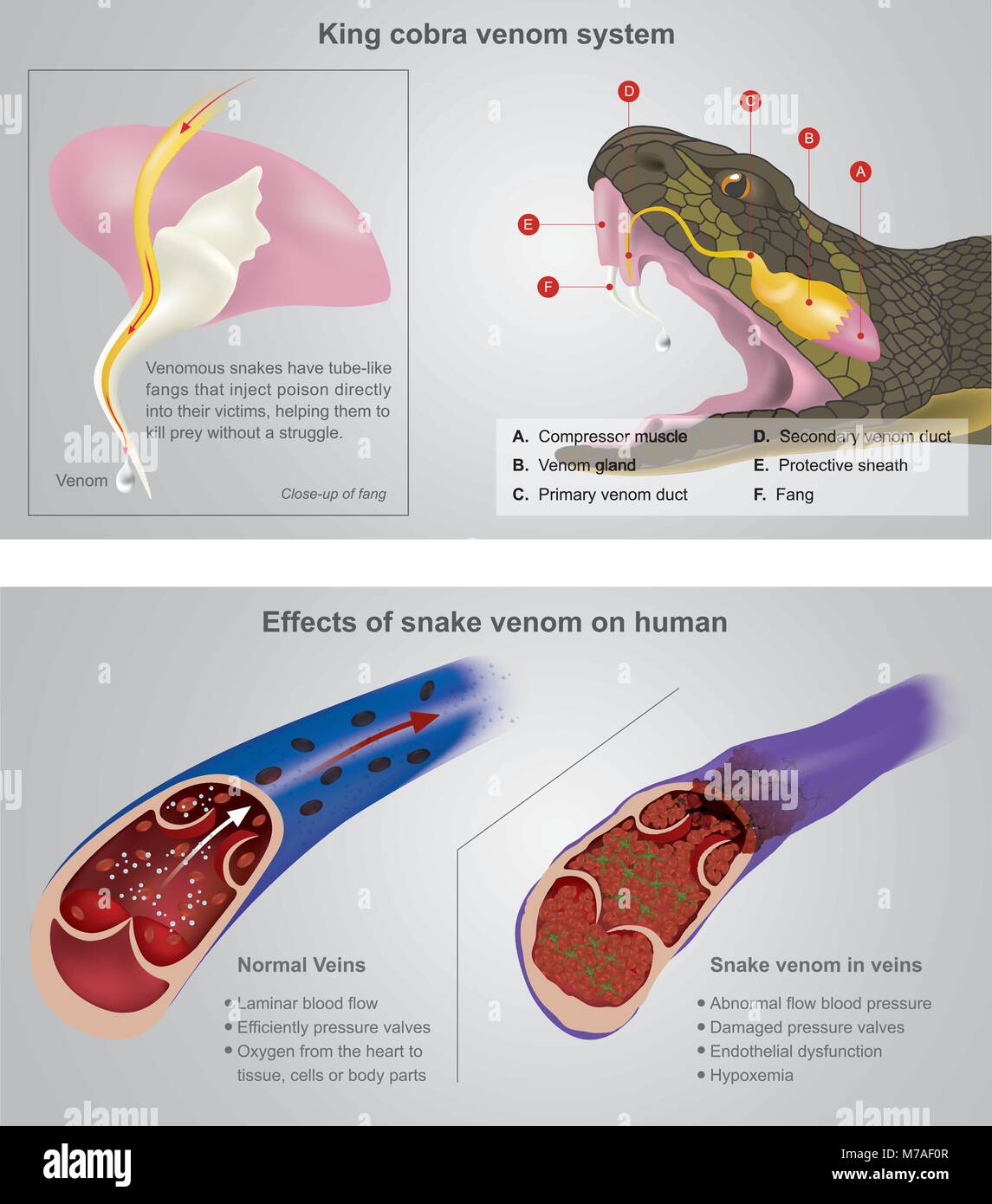 King cobra venom system. Venomous snakes have tube-like fangs that inject poison directly into their victims help them to kill prey without a struggle Stock Vector