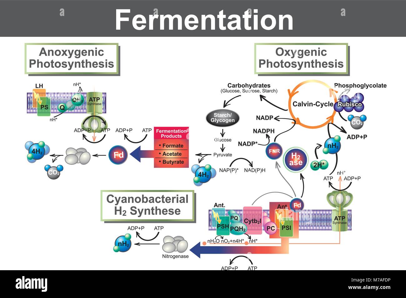 Fermentation is a metabolic process that converts sugar to acids, gases or alcohol. It occurs in yeast and bacteria, and also in oxygen-starved muscle Stock Vector