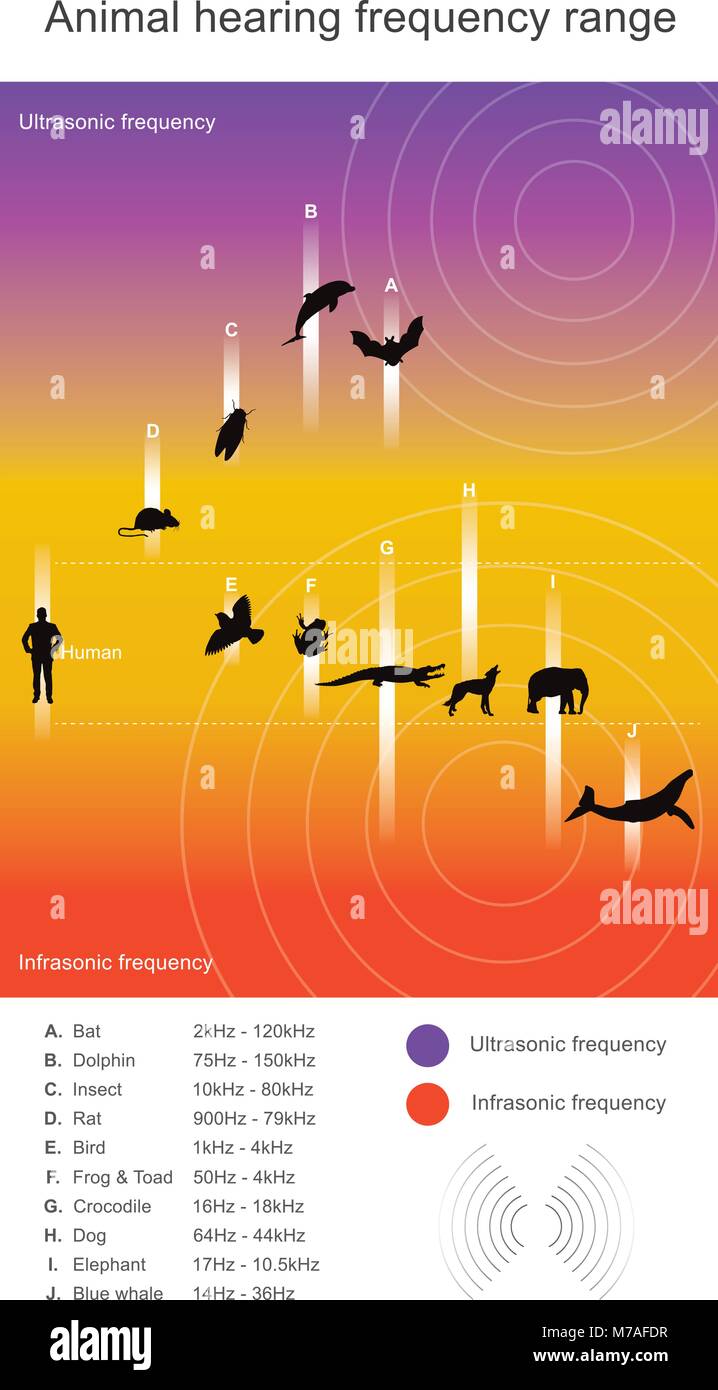 Animal hearing frequency range. Hearing range describes the range of frequencies that can be heard by humans or other animals, though it can also refe Stock Vector