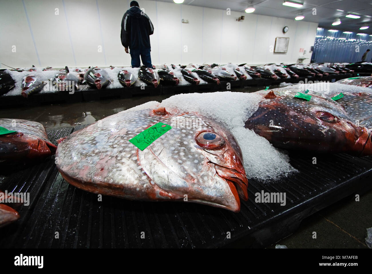 An early morning fish auction on Oahu's waterfront has Opah or moonfish, Lampris regius, for sale, Hawaii. Stock Photo