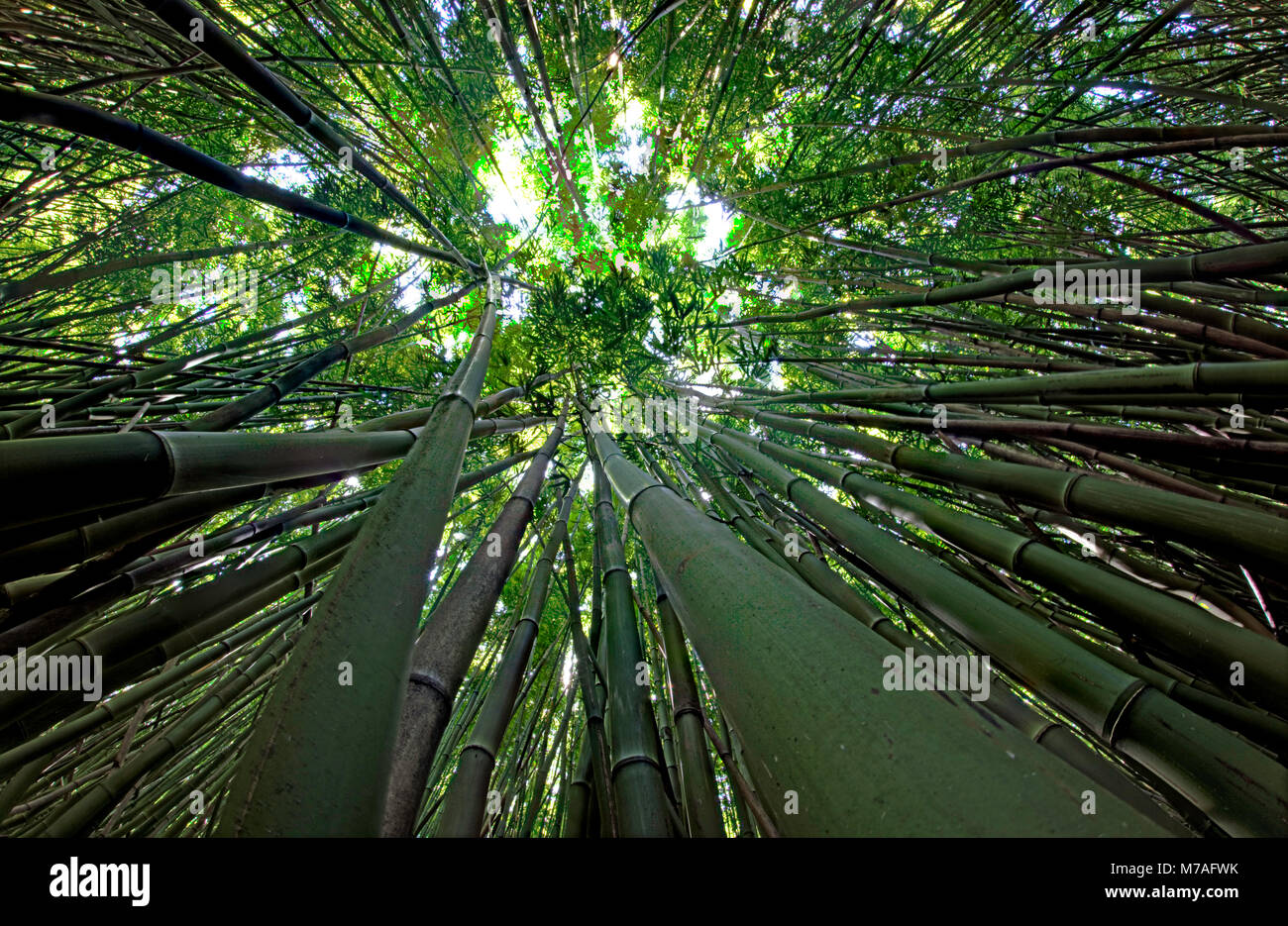 View upward toward treetops in a bamboo forest on the Road To Hana