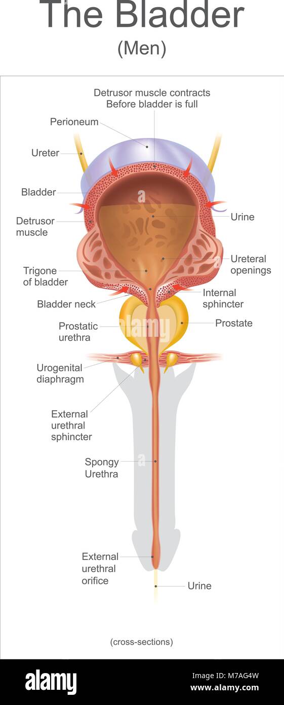 Quite Distensible The bladder In the human the bladder is a hollow muscular, and ...