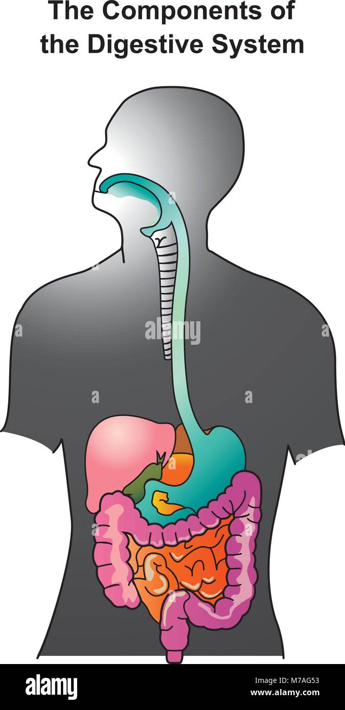 The human digestive system consists of the gastrointestinal tract plus the accessory organs of digestion. Stock Vector