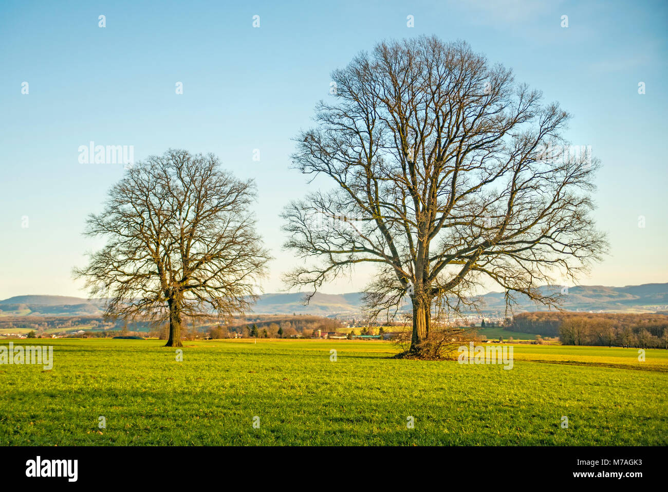 oaks in autumn with blue sky Stock Photo - Alamy