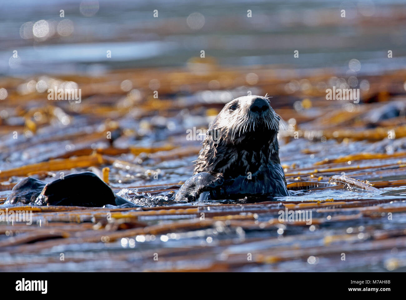 North America, the USA, Alaska, Kodiac island, sea otter, Enhydra lutris, Stock Photo