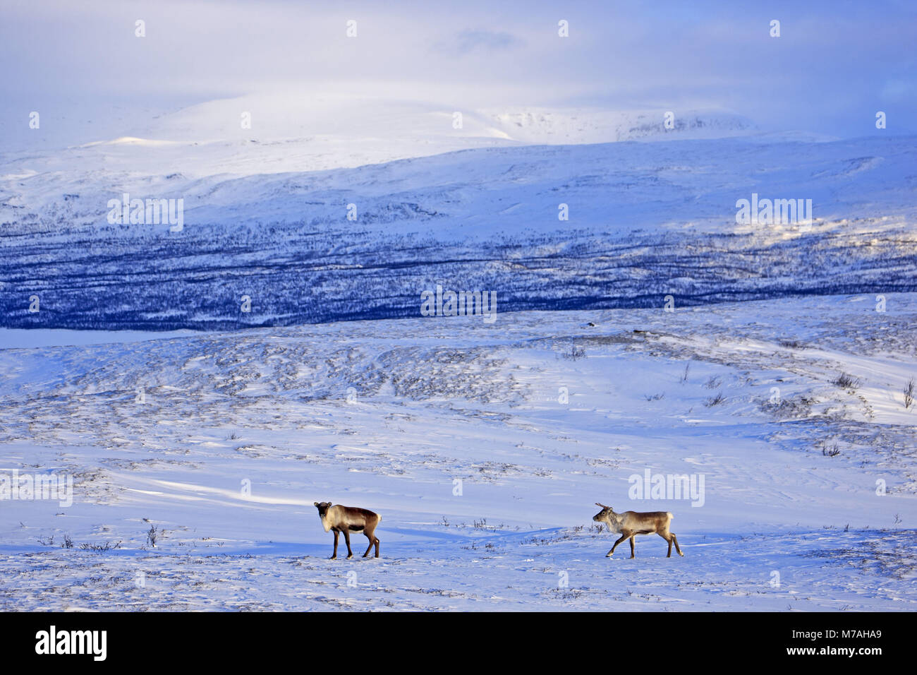 Sweden, Lapland, Abisko National Park, reindeers, Rangifer tarandus, Stock Photo