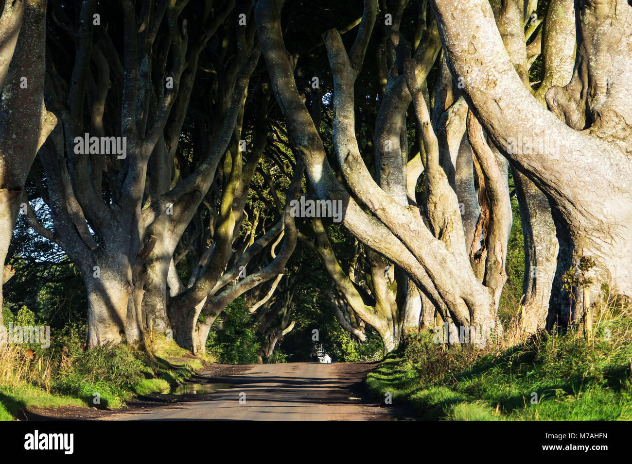 Avenue with iconic trees, Bregagh Road, Ballymoney, Northern Ireland Stock Photo Alamy