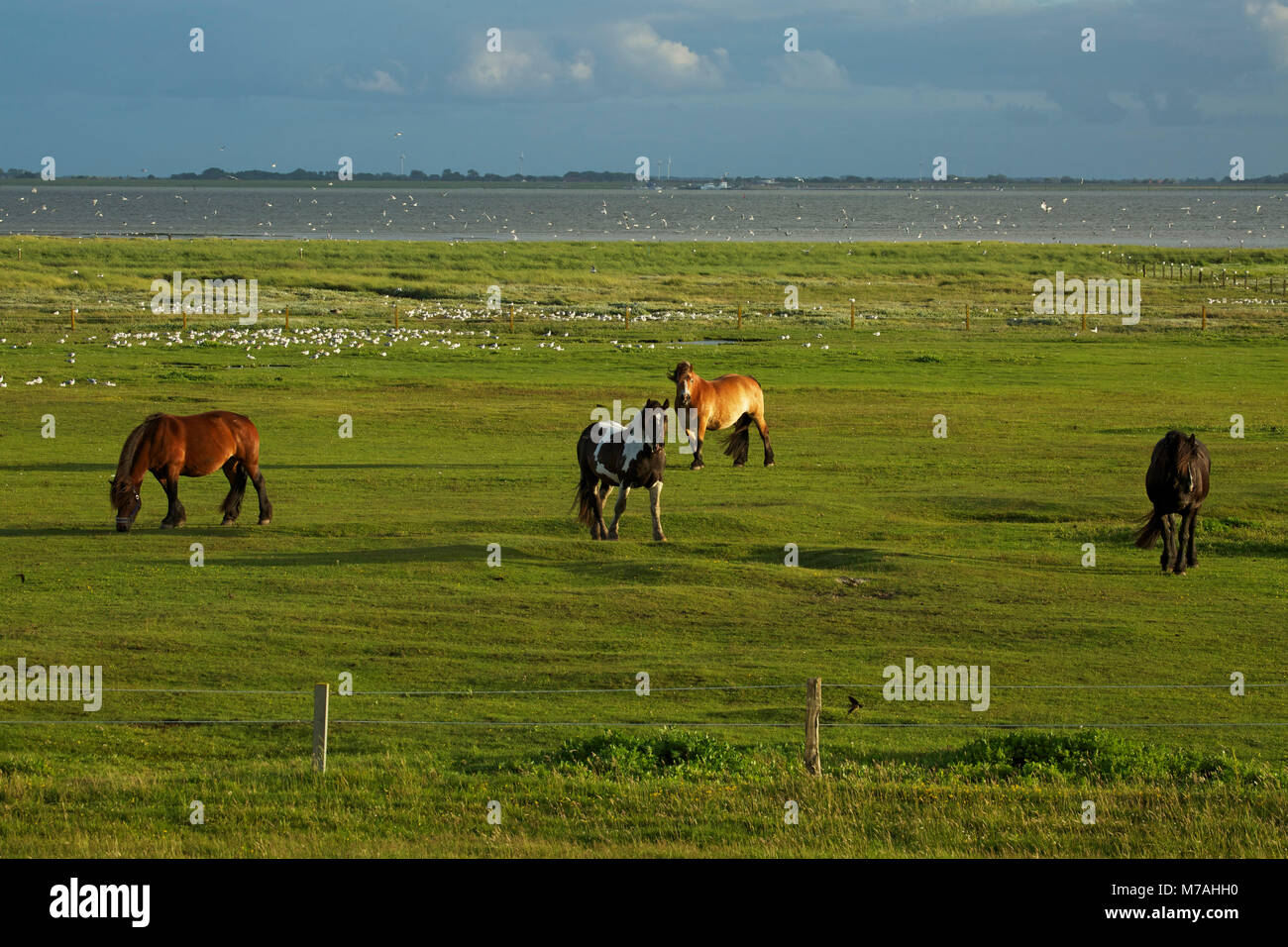 Salt meadows hi-res stock photography and images - Alamy